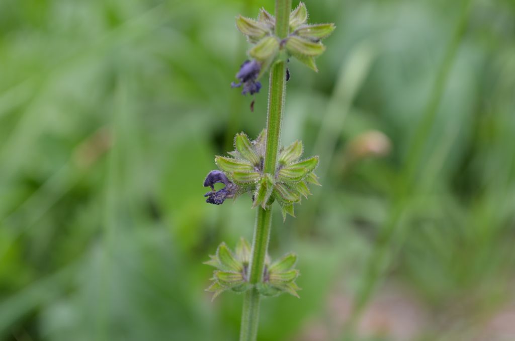 Salvia pratensis